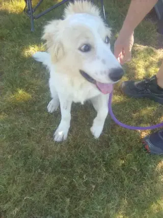 Amelia