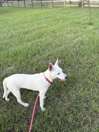 Luna Bean