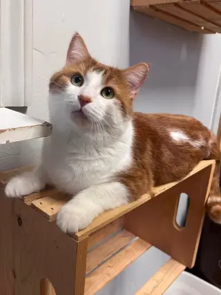 Léo
