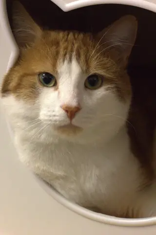 Léo