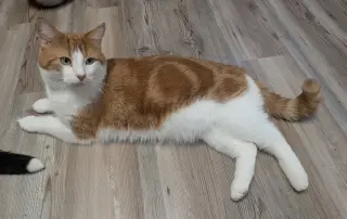 Léo