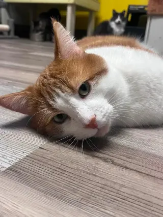 Léo