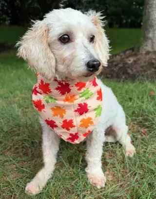 Barnaby