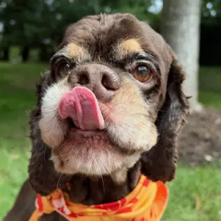 Chip