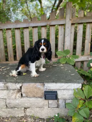 Ivy