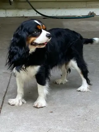 Ivy