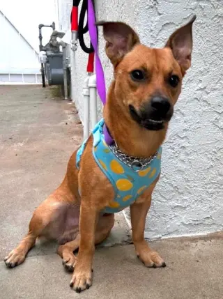Felix