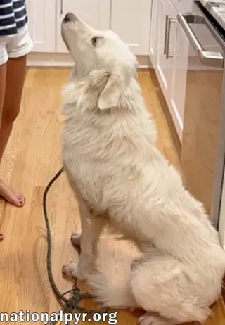 Fluffy in NC - Has The Sweetest Puppy-Dog Eyes!