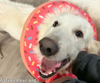 Fluffy in NC - Has The Sweetest Puppy-Dog Eyes!
