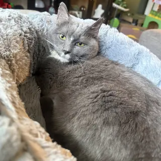 Bootsie