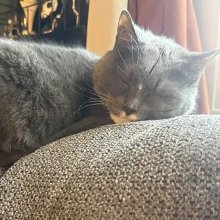 Bootsie