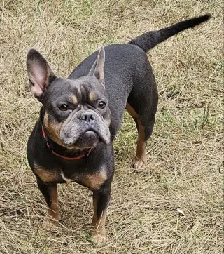 Gigi