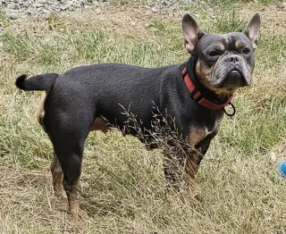 Gigi