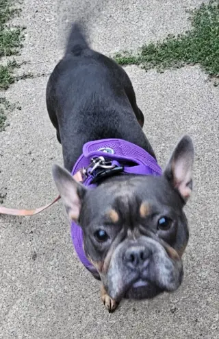 Gigi