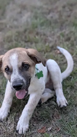 Archie