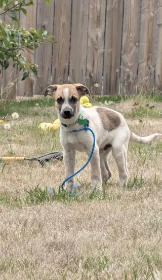 Archie