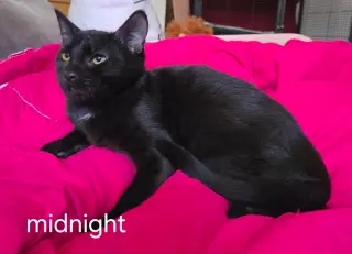 Midnight
