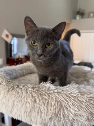 Konnie(must be adopted w/Kelly)