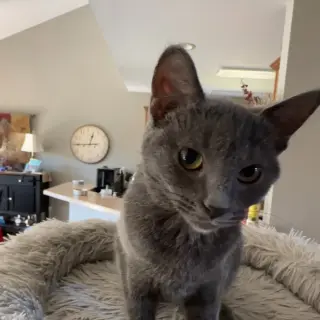 Konnie(must be adopted w/Kelly)