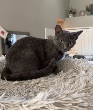 Konnie(must be adopted w/Kelly)