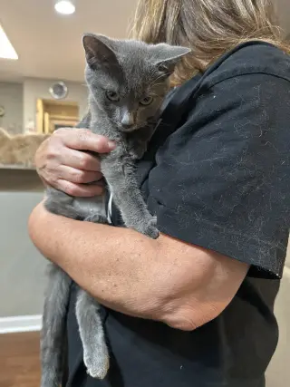 Konnie(must be adopted w/Kelly)