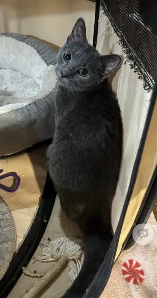 Konnie(must be adopted w/Kelly)
