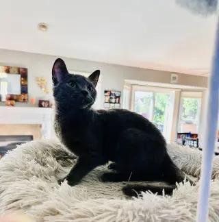 Kelly(must be adopted w/Konnie