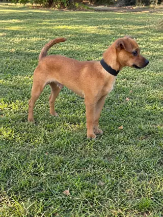 Lorenzo