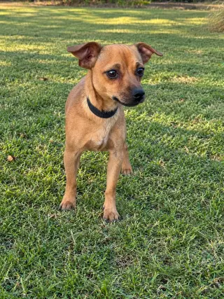 Lorenzo