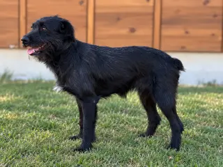 Levi