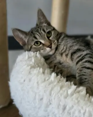 Samantha