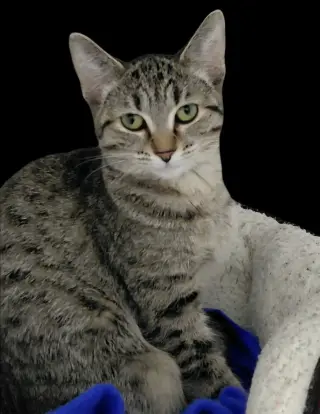 Samantha