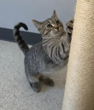 Samantha