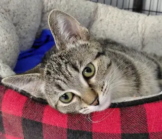 Samantha