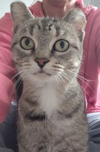Elsa