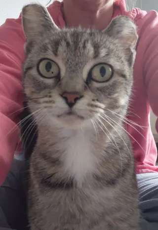 Elsa