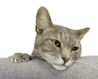 Millie (bonded with Vern)