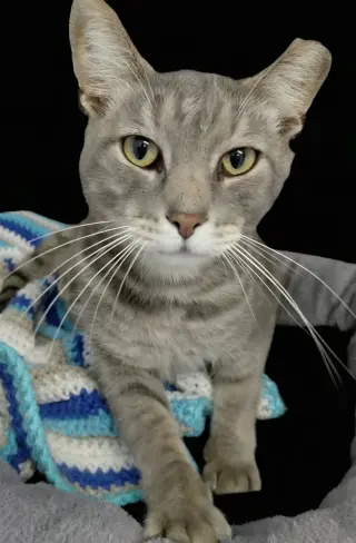 Millie (bonded with Vern)