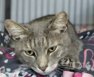 Millie (bonded with Vern)