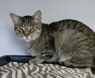 Vern (bonded with Millie)