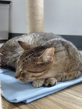 Vern (bonded with Millie)