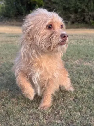 Harper