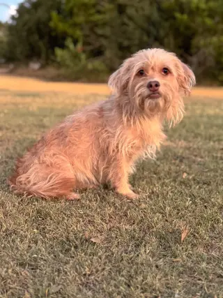 Harper
