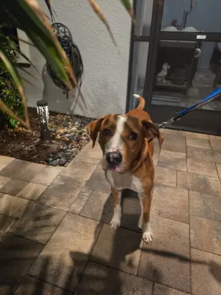 Buster
