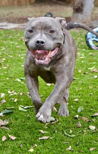 Hera