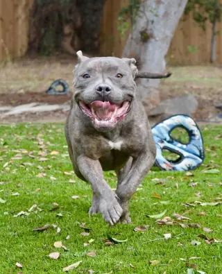 Hera