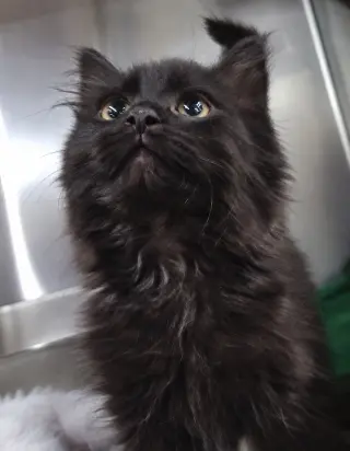 Kitten Laundry Basket