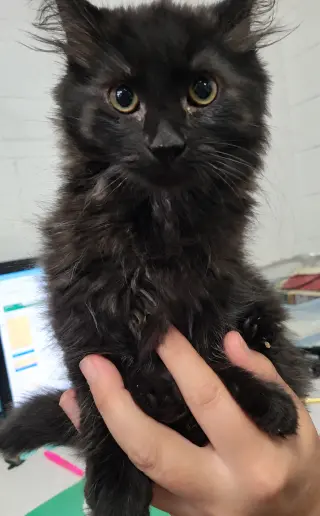 Kitten Laundry Basket