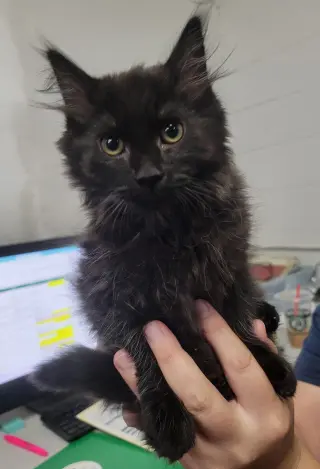 Kitten Laundry Basket