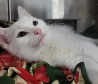 Kitten Lint Roller
